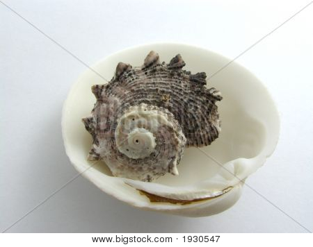 Seashells