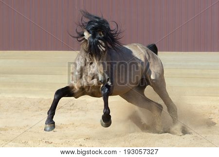 Purebred Andalusian horse playing on sand. Front view.