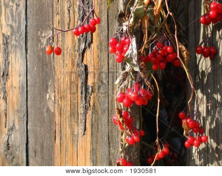 Červený Dogberry