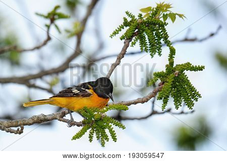 A Baltimore Oriole perched on a budding tree branch