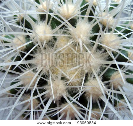 Cactus with white prickles. 