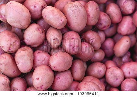 Potato Background. Sweet Young Potato In The Full Frame.