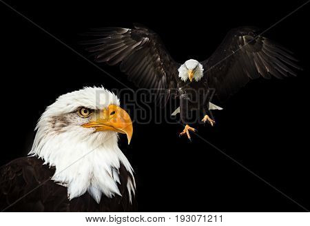 Portrait of a bald eagle (lat. haliaeetus leucocephalus)