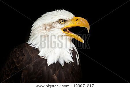 Portrait of a bald eagle (lat. haliaeetus leucocephalus)