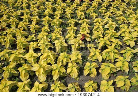 'Golden Bedder' Coleus yellow leaves in decorative summer garden.