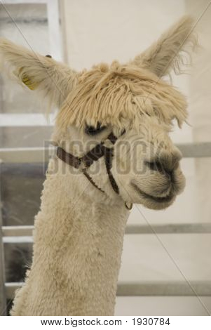 Alpaca