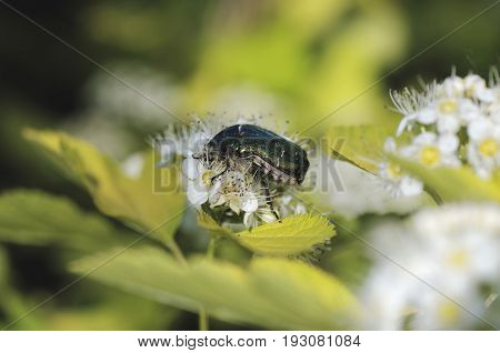 Rose chafer (Cetonia aurata) beetle on Common ninebark (Physocarpus opulifolius).