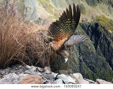 Kea Mountain Parrot Flying