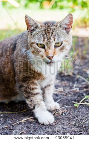 nice sick cat with diseased eyes outside