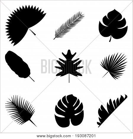 Palm leaves Vector illustration Exotic and tropical plants Set of different palm leaves silhouettes isolated on white background