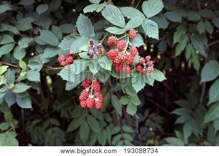 Blackberries ripen on thornless blackberry plants in a garden in Joliet, Illinois during July.