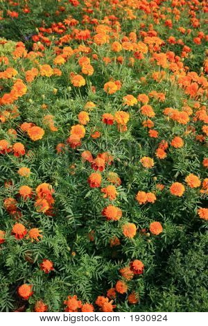 Goudsbloem Flowerbed