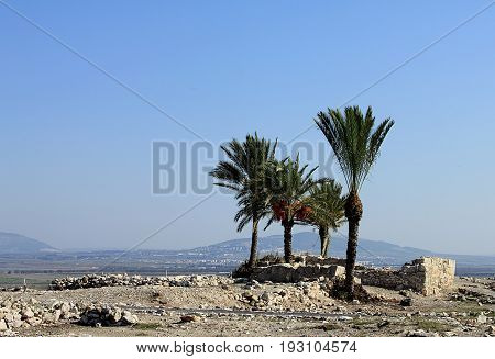 Date palms amid the ruins of Megiddo. Tel Megiddo National park, Israel