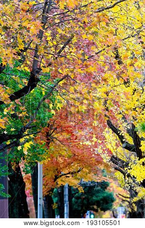 the change concept : Maple leaf on the tree when the leaves change color in Japan Leaves change color