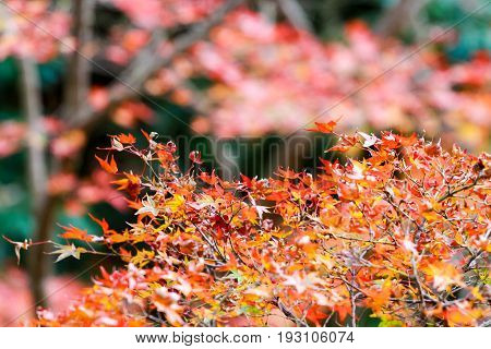 the change concept : Maple leaf on the tree when the leaves change color in Japan Leaves change color