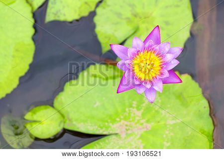 any of a number of large water lilies, in particular
