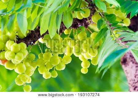 star gooseberry or Phyllanthus acidus on tree.