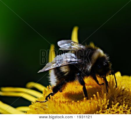 Buzzzz