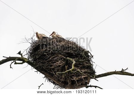A family of storks in a nest high on a tree