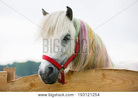 White pony with a painted mane is peeking out from behind the fence