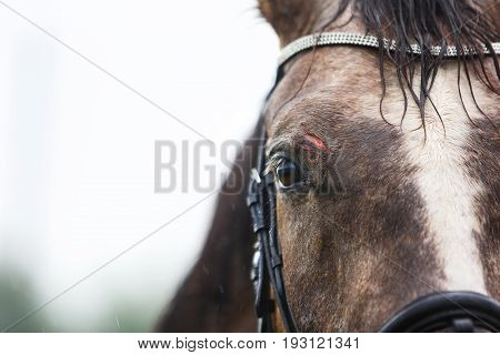 The wound on the forehead of a horse close-up