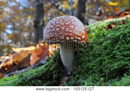 Fly agaric or fly Amanita mushroom on moss in forest. Spotted toadstool, toxic and psychedelic mushroom in the woods