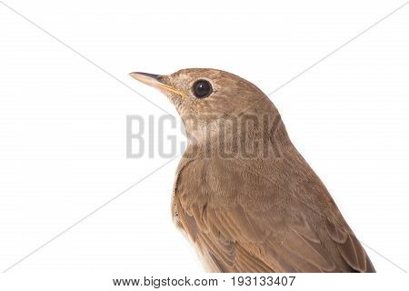 Nightingale