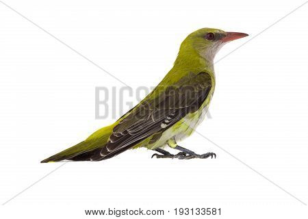 Young Eurasian Golden Oriole (oriolus Oriolus)