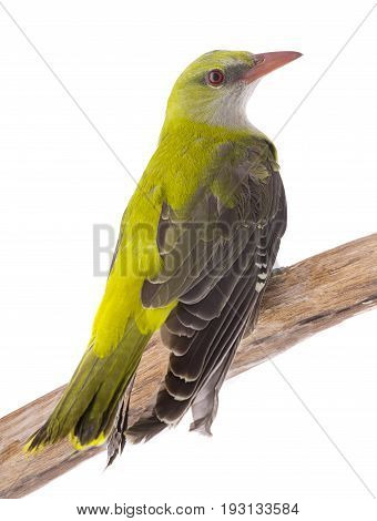 Young Eurasian Golden Oriole (oriolus Oriolus)