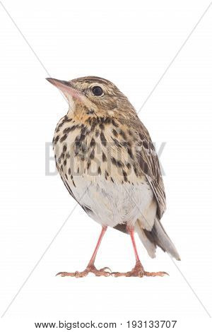 Tree Pipit (anthus Trivialis)