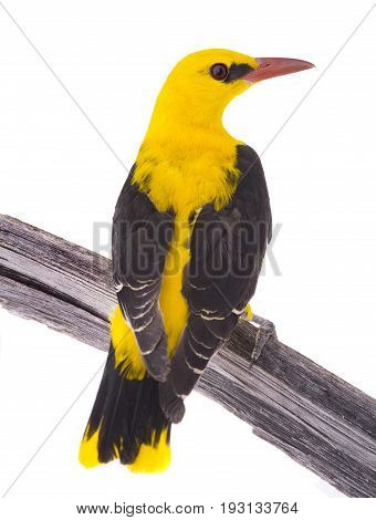 Eurasian Golden Oriole (oriolus Oriolus)