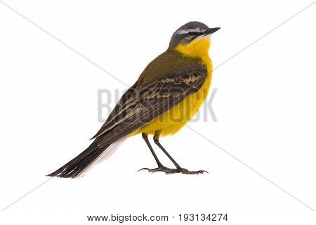 Western Yellow Wagtail