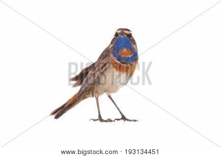 Bluethroat