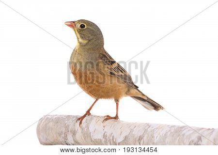 Ortolan