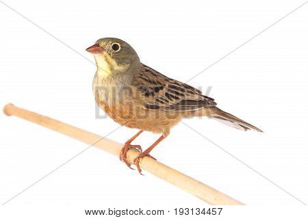 Ortolan