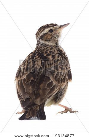 Wood Lark