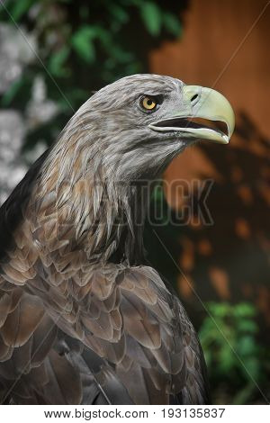Portrait White Failed Eagle