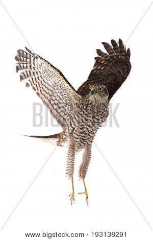 falcon with the raised wing sisolated on a white background