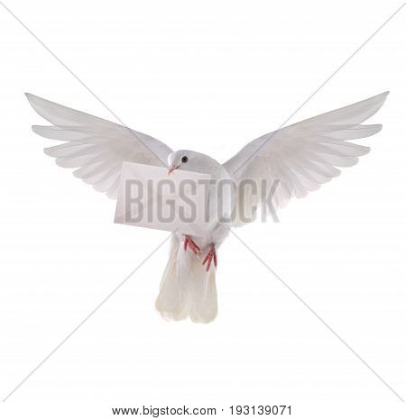 White Pigeon