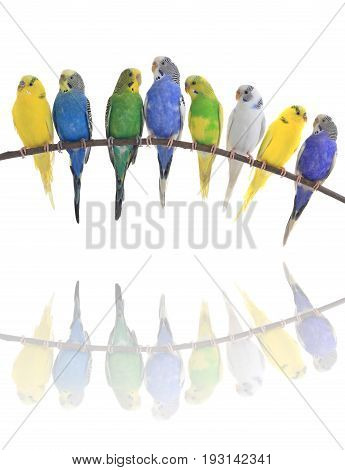 Budgerigars Australian Parakeets