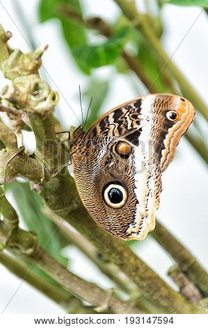 Butterfly With Eyespots On Brown Colored Wings