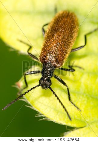 a beetle on a green leaf. close .