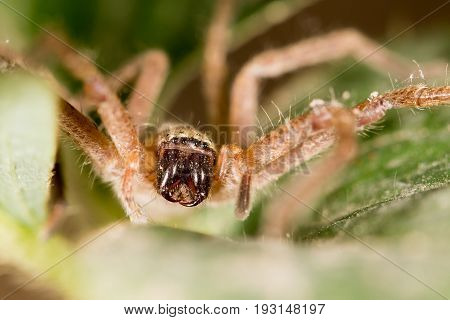 portrait of a spider. close . A photo