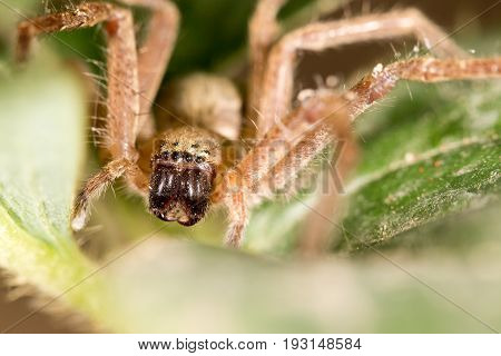 portrait of a spider. close . A photo