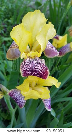 Close up of beautiful yellow iris flower
