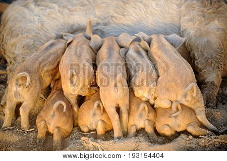 Piglets suck milk from a pig on a hot summer day on a farm