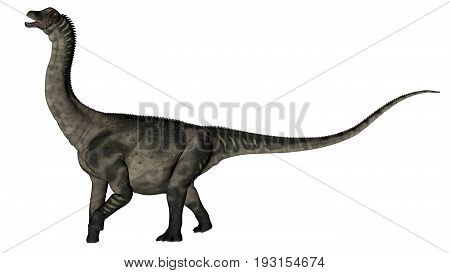 Antarctosaurus dinosaur roaring isolated in white background - 3D render