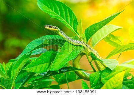 Green snake on leaf,Snake on a leaves with sunlight