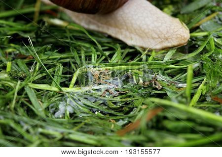 Slime of snail.Trace after snail on grass.Copy space
