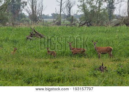 red deer fawn and hinds at Oostvaardersplassen the Netherlands